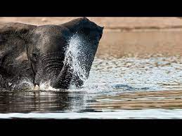 Elephant Trunks Can Suck Water at 330 Miles Per Hour, Smart News